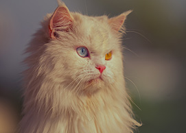 Persian Cat